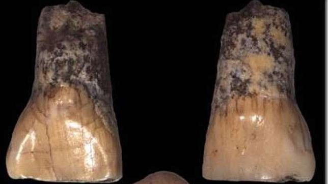 Descubren los restos humanos más antiguos de Italia: un diente de niño de hace 600.000 años