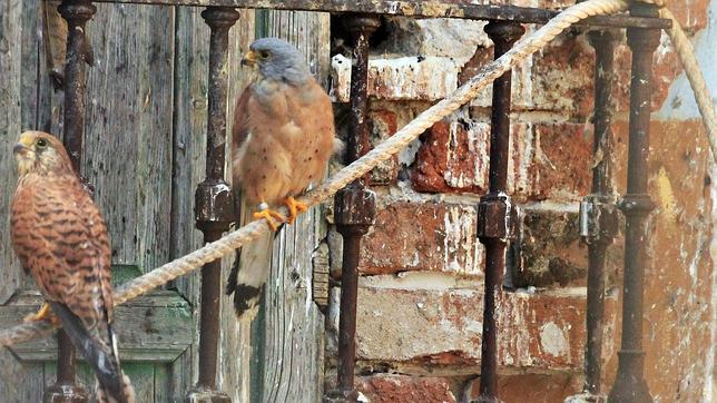 Cernícalo primilla, un arma eficaz contra el topillo