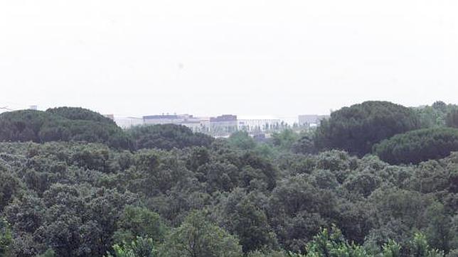 Las encinas que dominan la zona de Boadilla del Monte