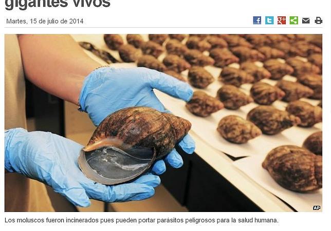 Confiscan 67 caracoles gigantes de contrabando en un aeropuerto de EE.UU.