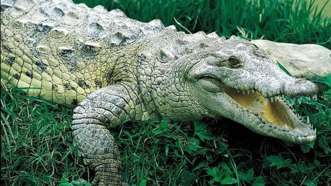 Un alcalde mexicano se casa con un cocodrilo