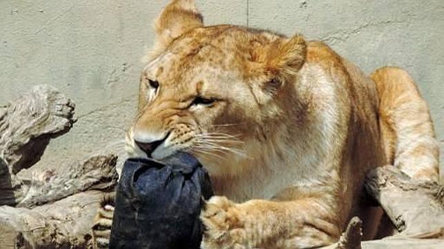 Un zoo de Japón convierte a sus tigres y leones en diseñadores de moda