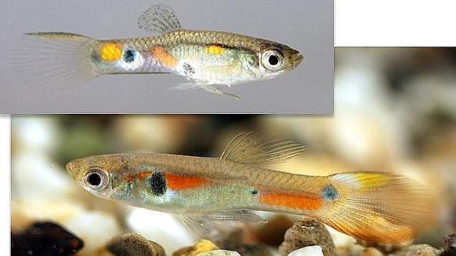 Los pececillos de acuario más atractivos tienen vivos colores