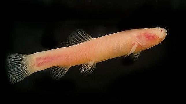 El pez distingue los grupos más grandes sin necesidad de ojos