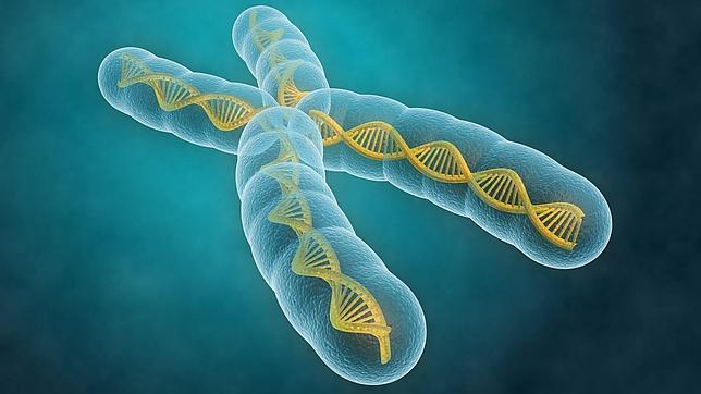 La vitamina D funciona como una hormona y puede activar y desactivar genes