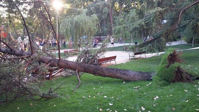 El Ayuntamiento investiga el misterio de los árboles caídos