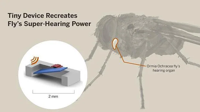 El oído de la mosca inspira los detectores de sonido del futuro