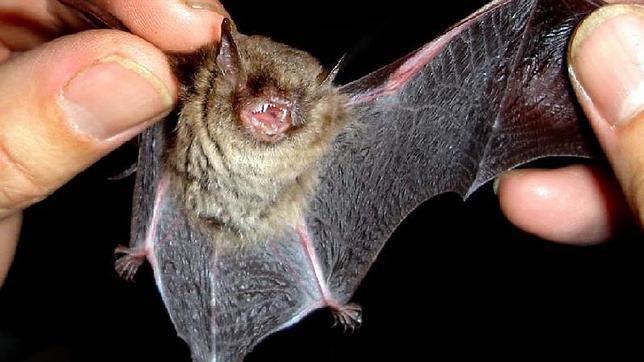 La Policía Municipal rescata 40 crías de murciélago en un edificio de Usera