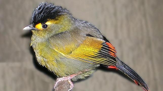 El 13% de las aves del mundo, amenazadas de extinción