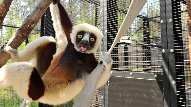 Lémures a golpe de ratón