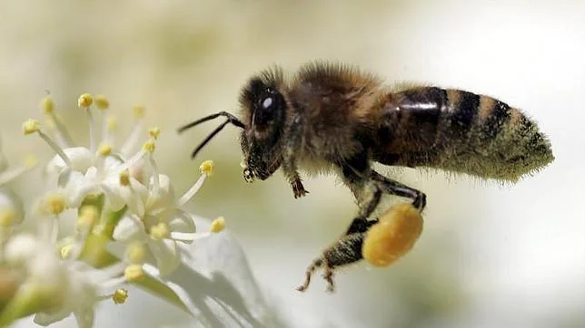 Las abejas son capaces de detectar las flores que ofrecen mejor polen antes de aterrizar