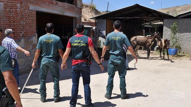 Detienen a un maltratador de caballos en una finca de El Molar