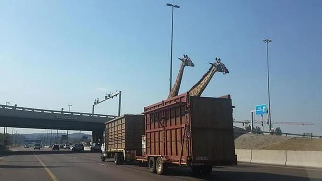 Una jirafa muere tras chocar contra el puente de una autopista en Sudáfrica