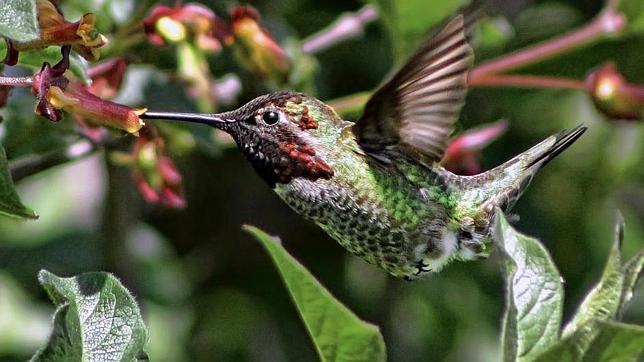 El ave que es más eficiente que uno de los mini-drones del Ejército británico