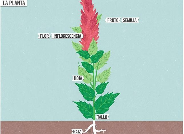 La quinua, un superalimento «sagrado» que pretende acabar con los problemas del hambre