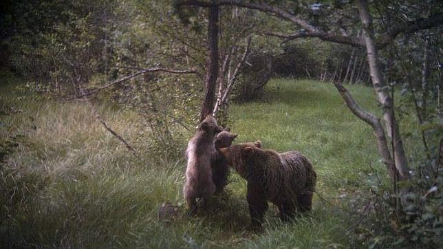 Nacen cuatro cachorros de oso pardo en el Parque Natural del Alt Pirineu