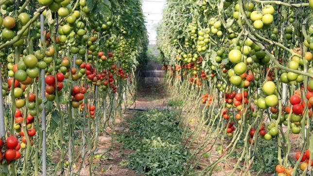 España exigirá medidas a la UE si el veto ruso perturba el mercado agroalimentario