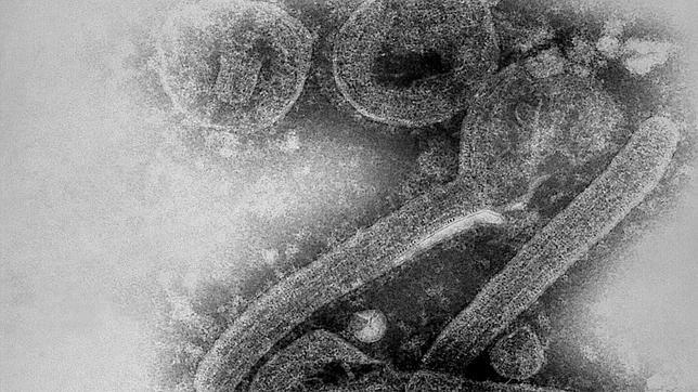 El virus «gemelo» del ébola que la URSS convirtió en arma biológica
