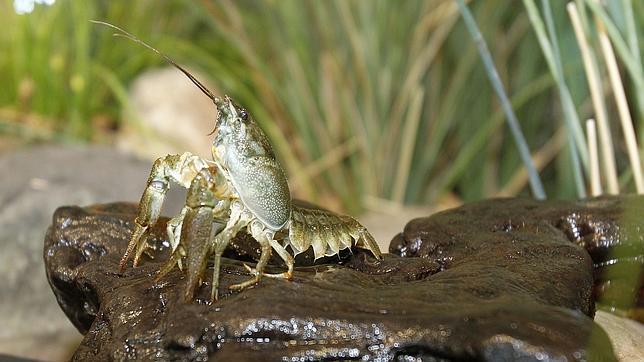 La Junta vincula los casos de tularemia con la pesca del cangrejo en Palencia