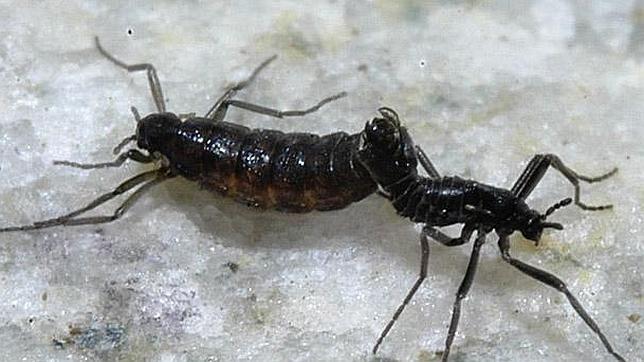 Un mosquito de la Antártida tiene el genoma más pequeño entre los insectos