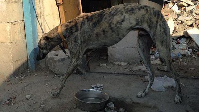 La Policía rescata ocho galgos anémicos y malheridos en la Cañada Real