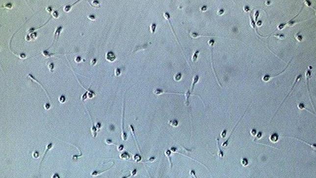 Un juez investiga por qué el semen de los tarraconenses es el peor de España