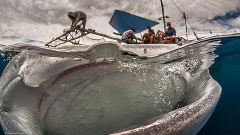 Las fotos de naturaleza más impactantes del año