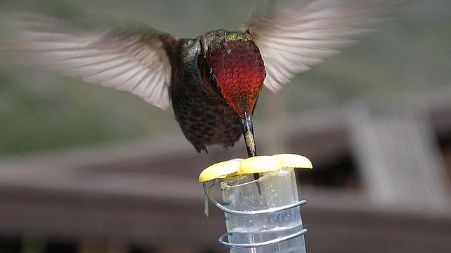 Por qué al colibrí le vuelve loco el sabor dulce