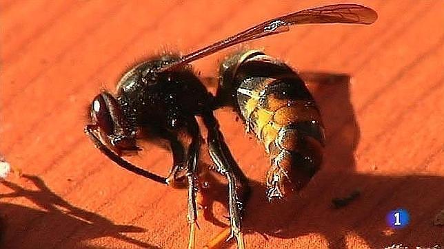 «La picadura de la avispa asiática no es más peligrosa que la de un abejorro autóctono»
