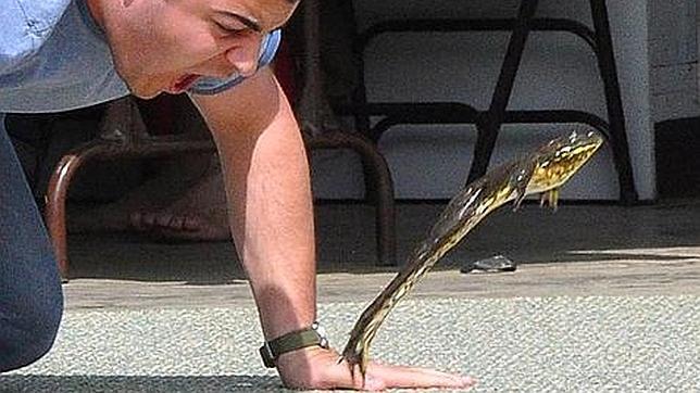 Concurso de saltos de rana