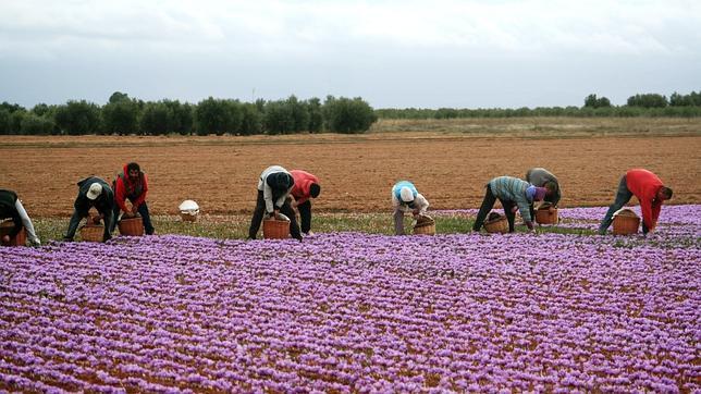 ¿Para qué sirve la D.O. Azafrán de La Mancha?