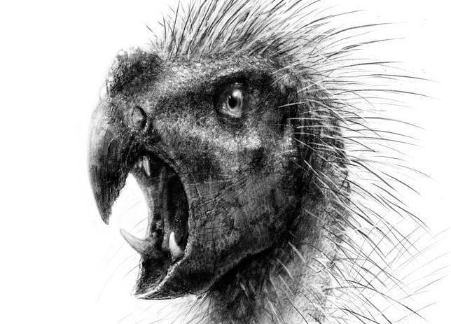 El Pegomastax africanus