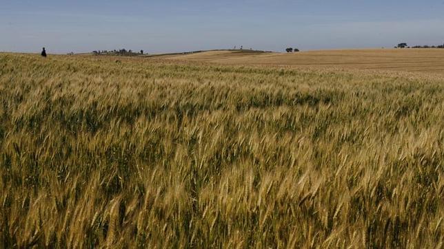 Nuestro planeta puede acoger más superficie vegetal de lo que se pensaba