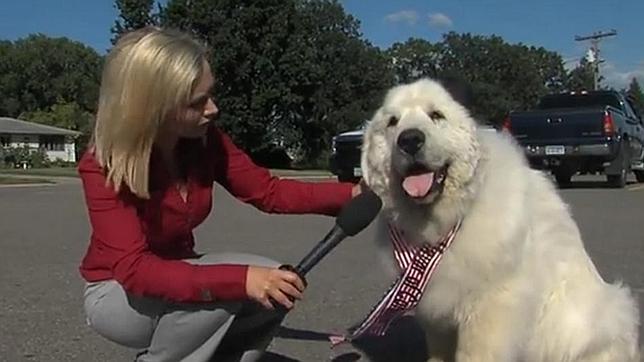 El perro que fue elegido alcalde de un pueblo de Estados Unidos