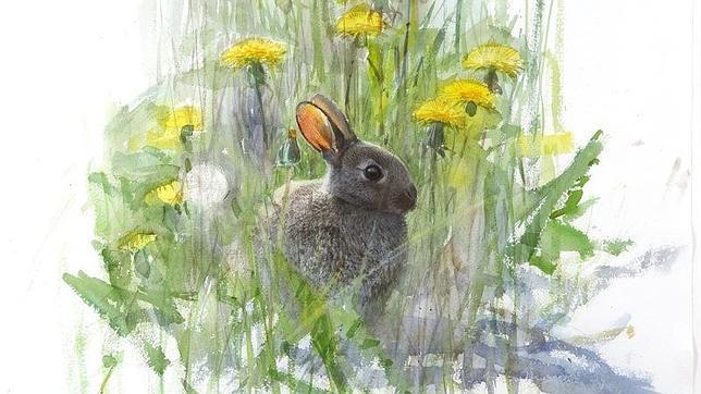 Así se domesticaron los conejos