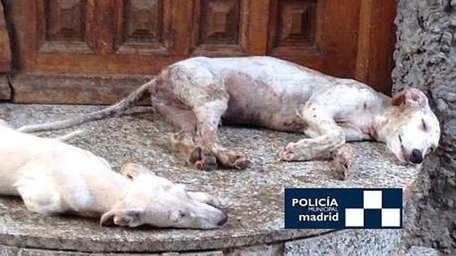 La Policía Municipal rescata a siete galgos abandonados en Carabanchel