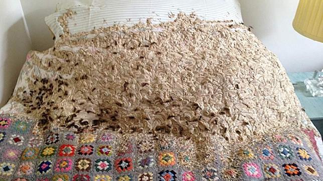 Una mujer de Reino Unido encuentra un nido con 5.000 avispas en su habitación