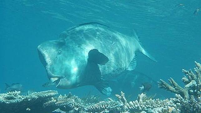 Australia descarta su plan de verter tres millones de metros cúbicos de fangos cerca de la Gran Barrera de Coral