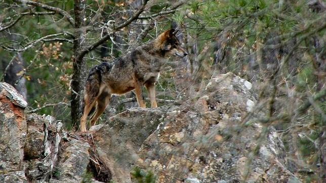 Comienza el juicio a la red que ofrecía cacerías ilegales en reservas naturales