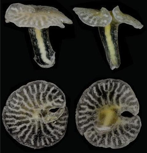 Descubiertas en Australia una extrañas criaturas marinas inclasificables