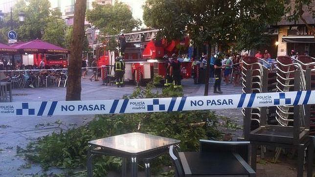 Rama caída en la calle de Montera