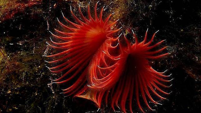 Piden el cierre del refugio de Cabrera tras un vertido de aguas residuales