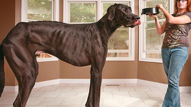 Muere el perro más alto del planeta a los cinco años de edad