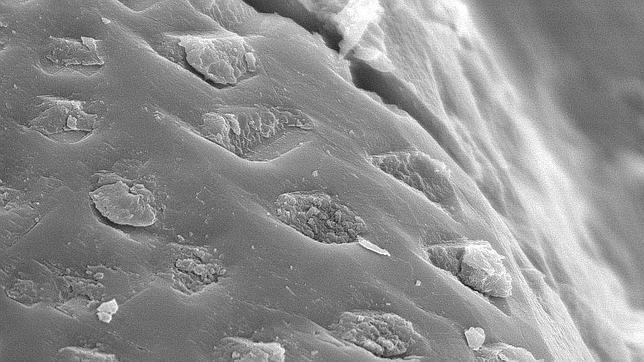 ¿Una señal de vida en un meteorito marciano?