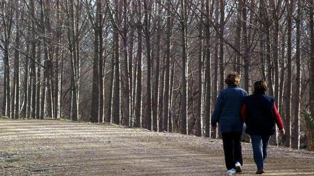 Plantación de chopos