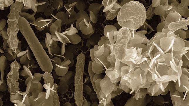 Una española perfecciona su bacteria comedora de residuos nucleares