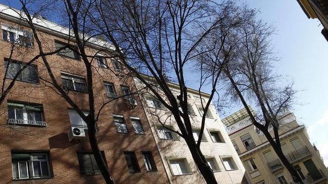 Un Olmo Pumila de 25 metros de alto, en Madrid