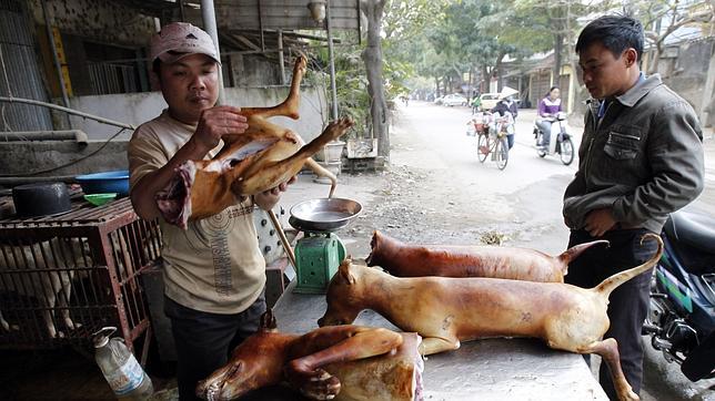 Vietnam sacrifica cinco millones de perros cada año para comérselos