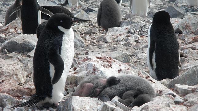 Detectan los primeros casos de pérdida de plumaje en los pingüinos de la Antártida