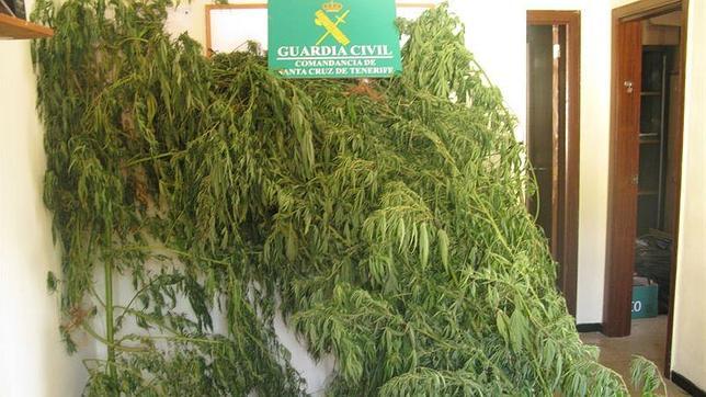 La Guardia Civil descubre dos plantaciones de marihuana en El Hierro